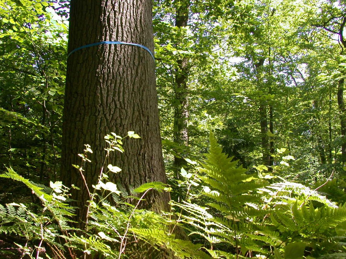 Bestattungsbaum FriedWald Dietzenbach