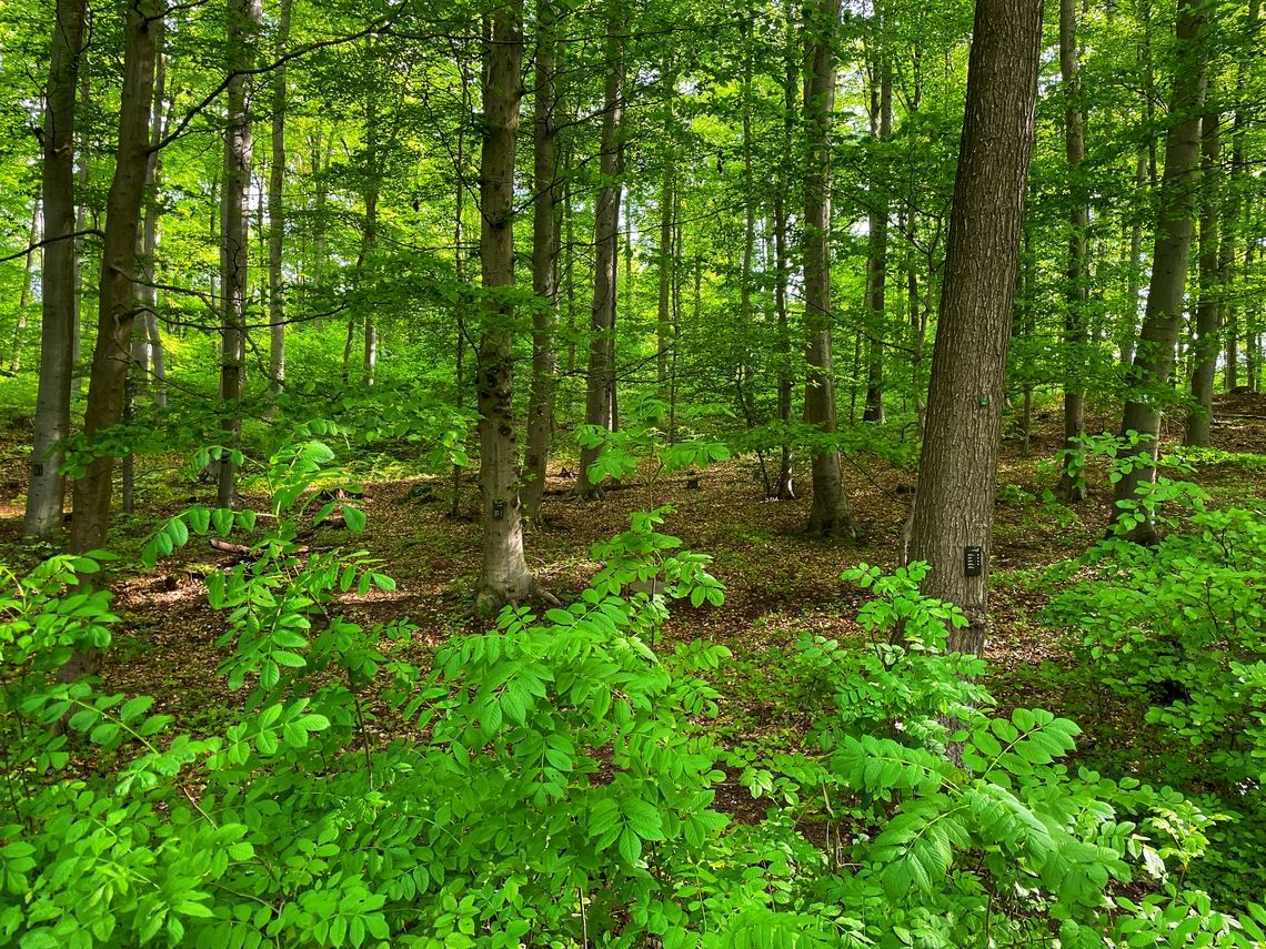 Naturfriedhof Mühltal Naturfriedhof Mühltal Traisa
